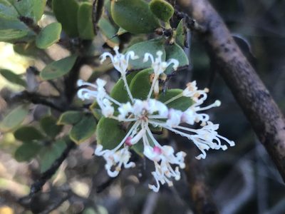 Hakea ruscifolia, photographed by Ann Bentley