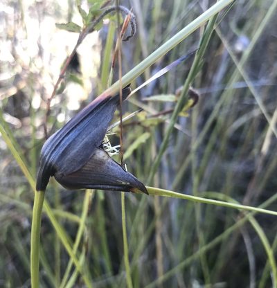 Mesomelaena tetragona, photographed by Ann Bentley