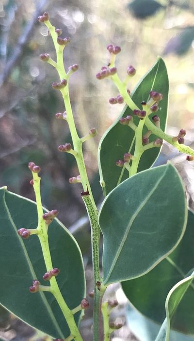 Acacia celastrifolia, photographed by Ann Bentley