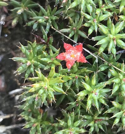 Styphelia discolor, photographed by Ann Bentley