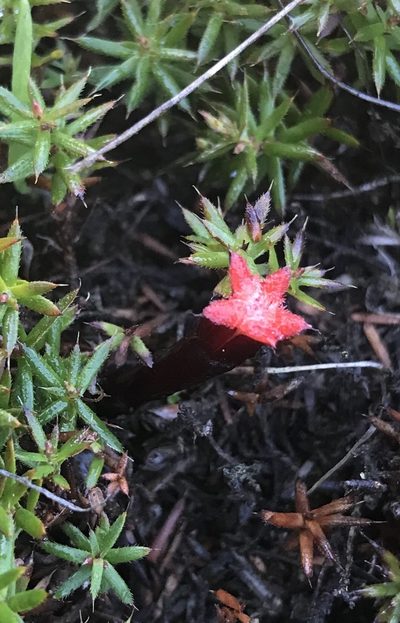 Styphelia discolor, photographed by Ann Bentley