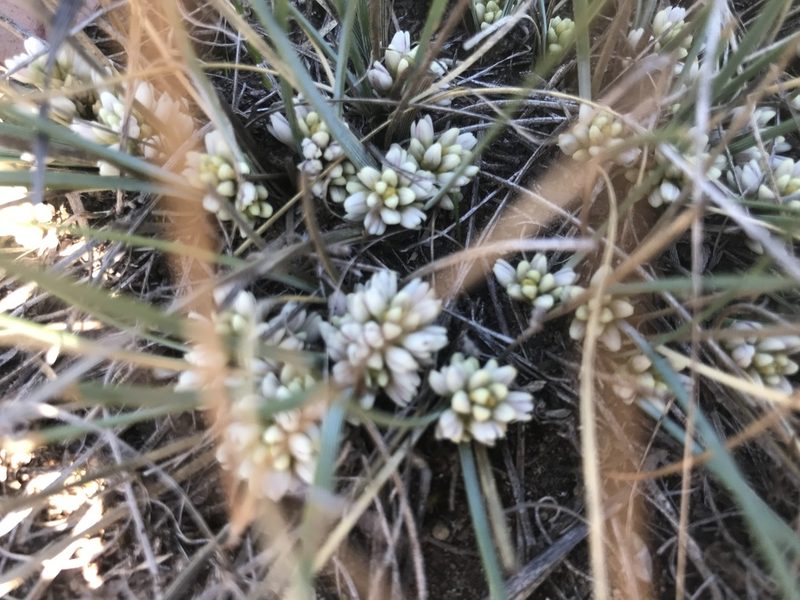 Lomandra suaveolens, photographed by Ann Bentley