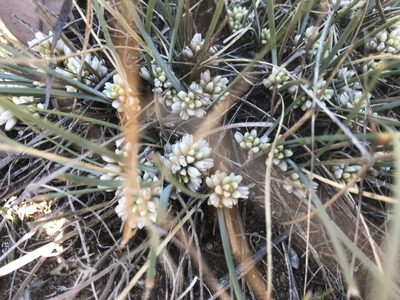 Lomandra suaveolens, photographed by Ann Bentley