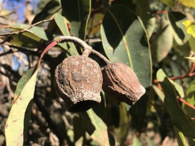 Corymbia calophylla, photographed by Ann Bentley