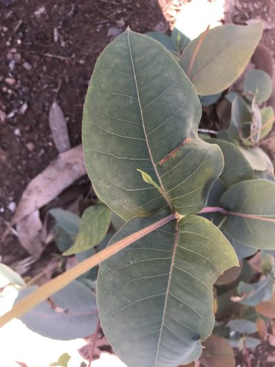 Eucalyptus patens, photographed by Ann Bentley
