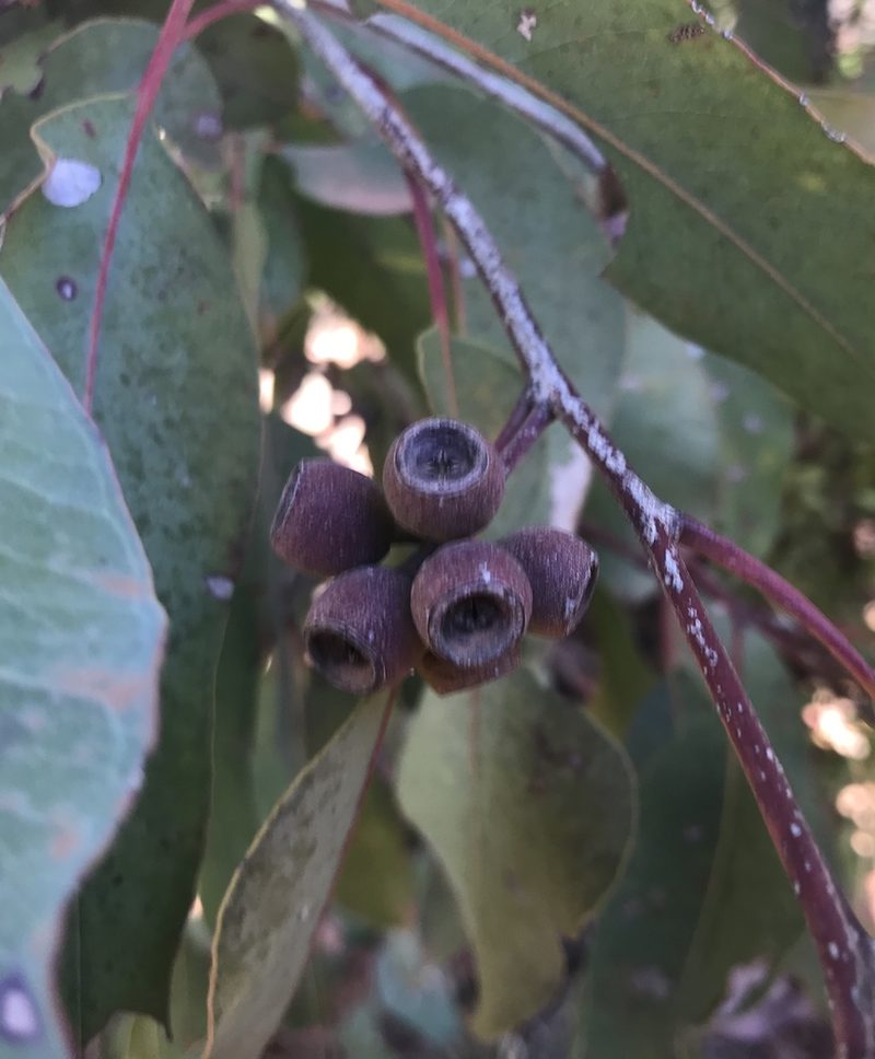 Eucalyptus patens, photographed by Ann Bentley