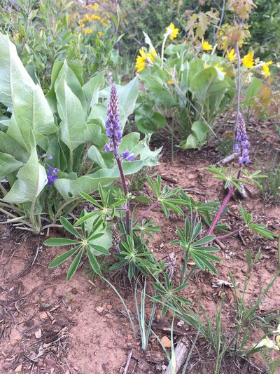 Lupinus ammophilus, photographed by Cecelia Alexander