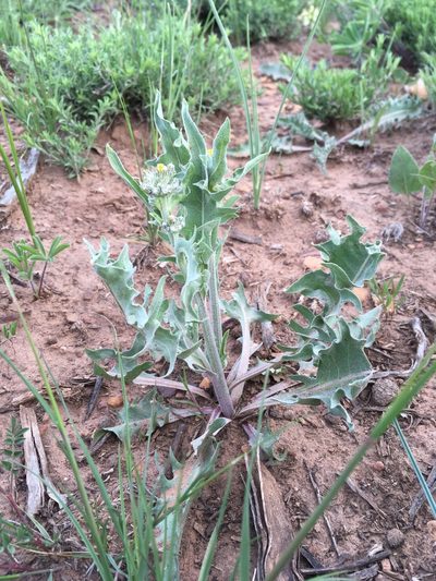 Crepis modocensis, photographed by Cecelia Alexander