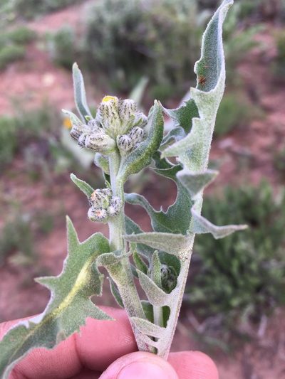 Crepis modocensis, photographed by Cecelia Alexander