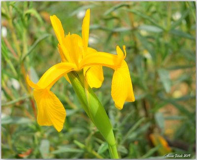 Iris juncea, photographed by Aissa Djamel Filali