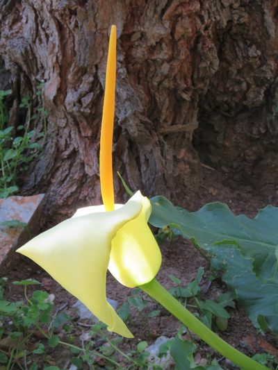 Arum creticum, photographed by Ronald Flipphi