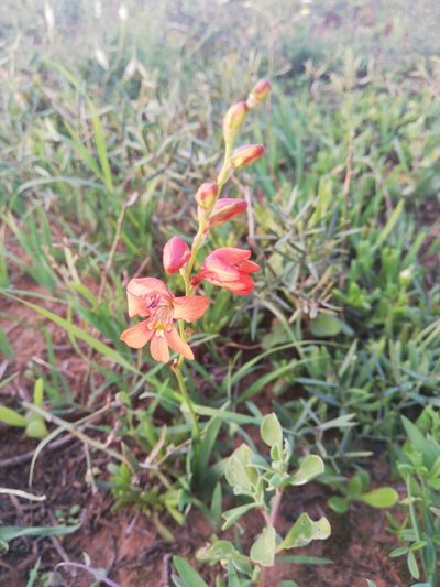 Tritonia laxifolia, photographed by Christiaan Viljoen