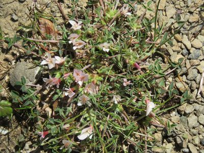 Trifolium uniflorum, photographed by Ronald Flipphi