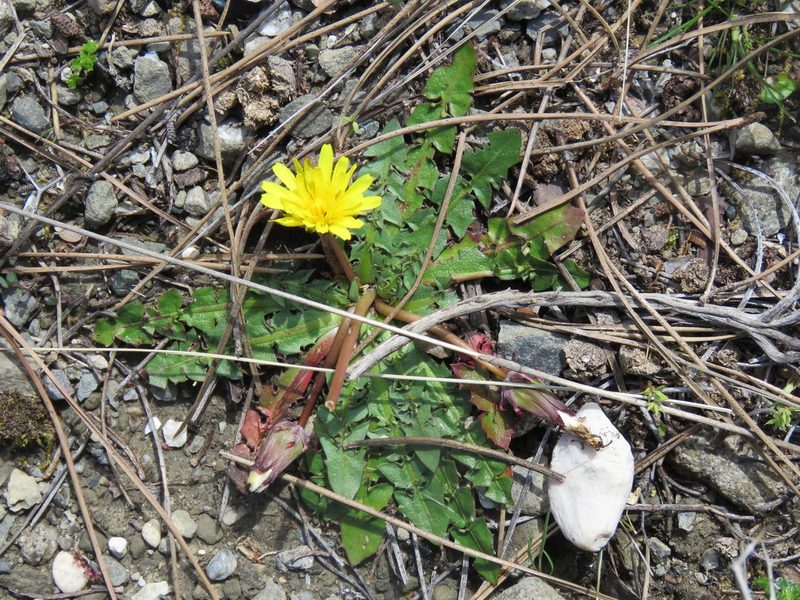 Taraxacum aleppicum, photographed by Ronald Flipphi