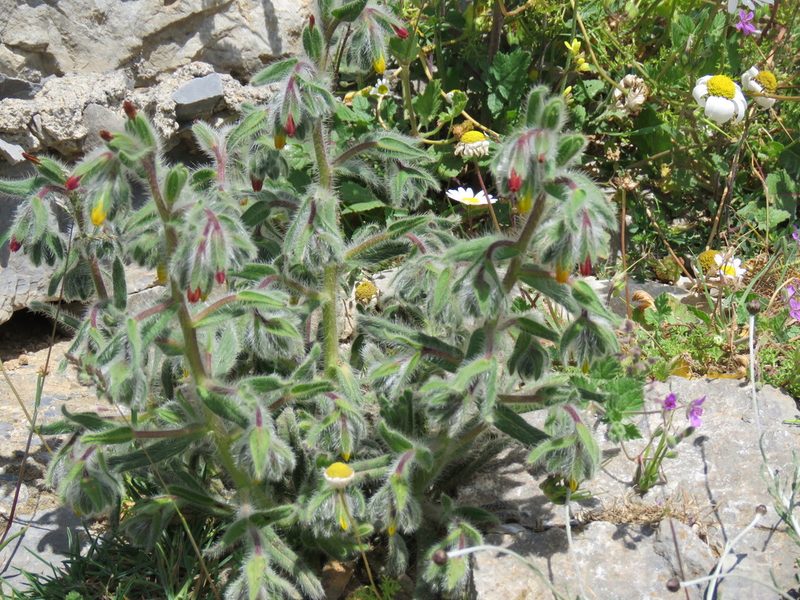 Onosma graeca, photographed by Ronald Flipphi