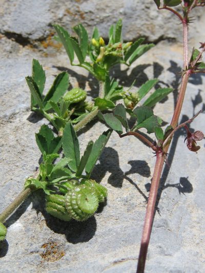 Medicago rugosa, photographed by Ronald Flipphi