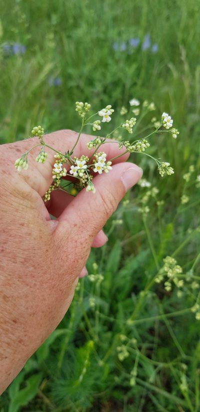 Galium xeroticum, photographed by Татьяна Прозорова