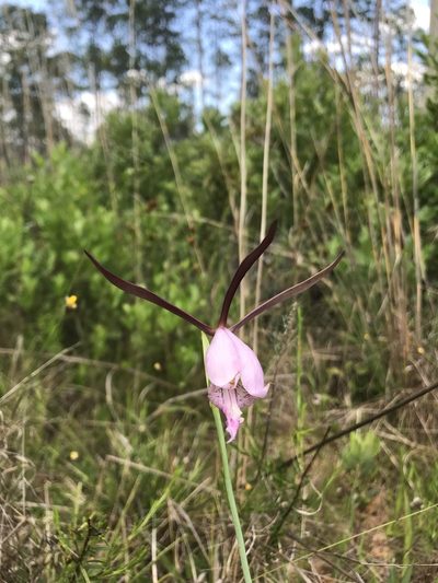 Cleistesiopsis divaricata, photographed by Brandon Corder
