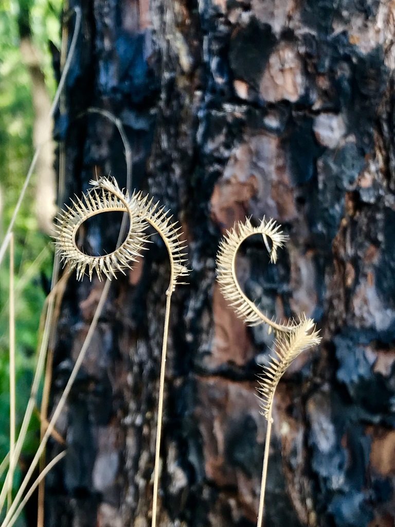 Ctenium floridanum, photographed by Brandon Corder