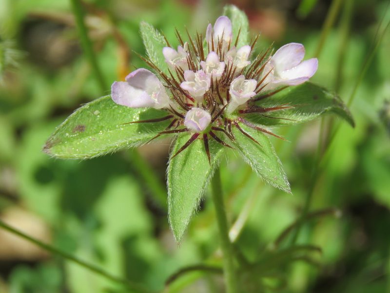 Lomelosia brachiata, photographed by Ronald Flipphi