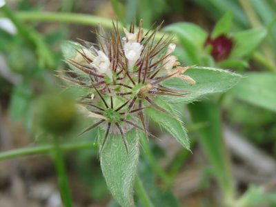 Lomelosia brachiata, photographed by Ronald Flipphi