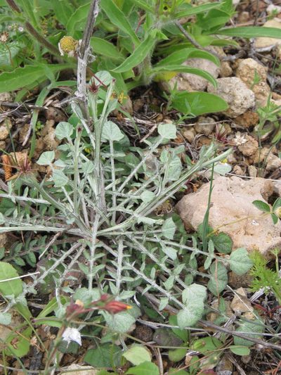 Centaurea idaea, photographed by Ronald Flipphi