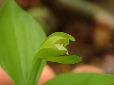 Isotria medeoloides, photographed by Evan M. Raskin
