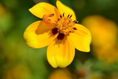 Bidens bicolor, photographed by Neptalí Ramírez Marcial