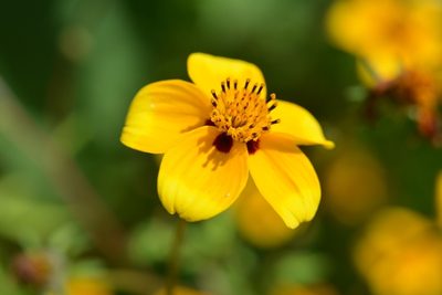 Bidens bicolor, photographed by Neptalí Ramírez Marcial