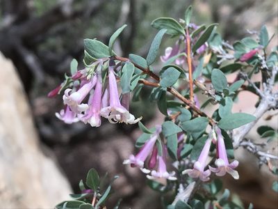 Symphoricarpos longiflorus, photographed by Robbie Hannawacker