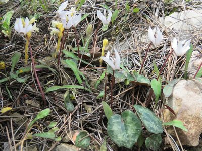 Cyclamen creticum, photographed by Ronald Flipphi