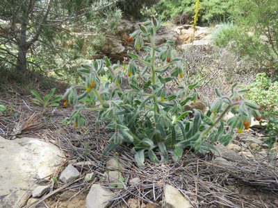 Onosma graeca, photographed by Ronald Flipphi