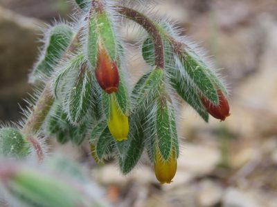 Onosma graeca, photographed by Ronald Flipphi