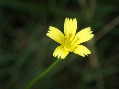 Rhagadiolus edulis, photographed by Julien Renoult