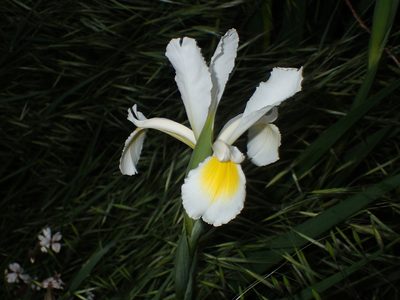 Iris orientalis, photographed by Julien Renoult
