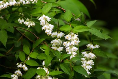Deutzia crenata, photographed by Melissa McMasters