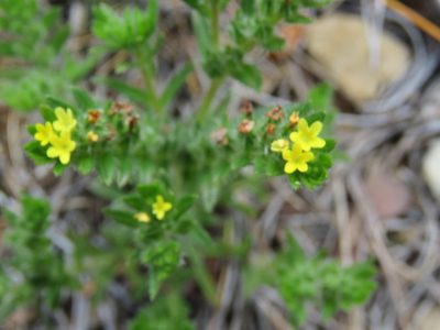 Neatostema apulum, photographed by Ronald Flipphi