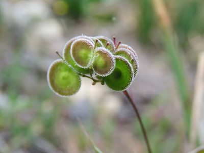 Biscutella didyma, photographed by Ronald Flipphi