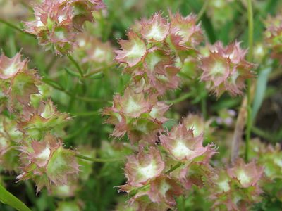Valeriana obtusiloba, photographed by Ronald Flipphi