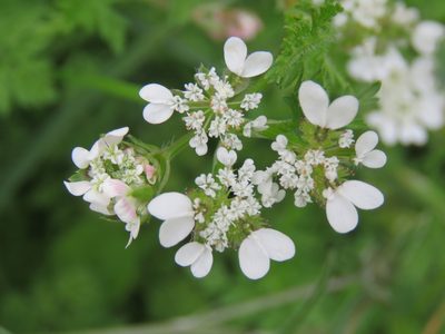 Orlaya daucoides, photographed by Ronald Flipphi