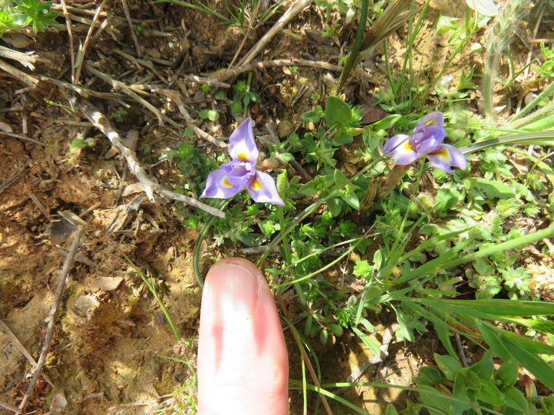 Moraea mediterranea, photographed by Ronald Flipphi