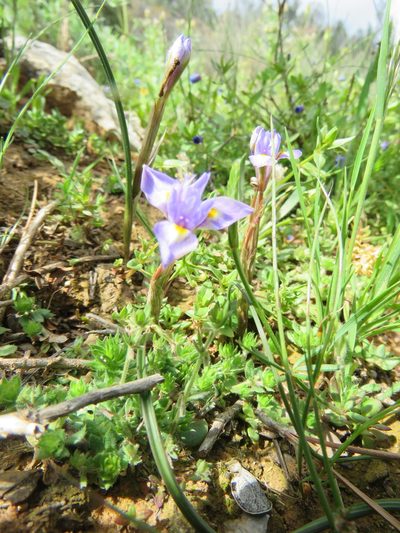 Moraea mediterranea, photographed by Ronald Flipphi