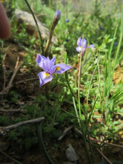 Moraea mediterranea, photographed by Ronald Flipphi