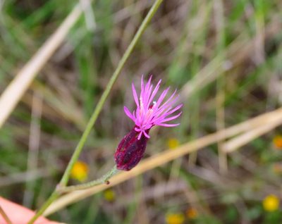 Crupina vulgaris, photographed by Emanuele Santarelli