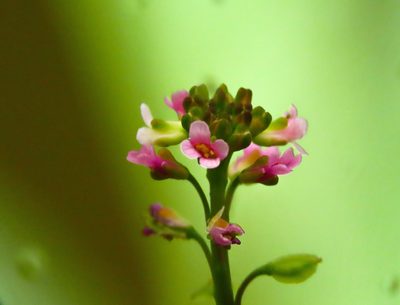 Aethionema saxatile, photographed by Emanuele Santarelli