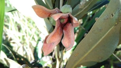 Duguetia furfuracea, photographed by Márcia Martins