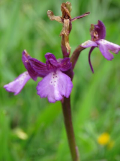 Anacamptis boryi, photographed by Ronald Flipphi