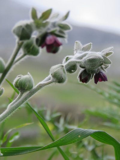 Cynoglossum columnae, photographed by Ronald Flipphi