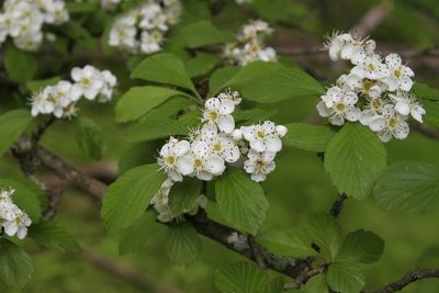 Crataegus punctata, photographed by Fluff Berger