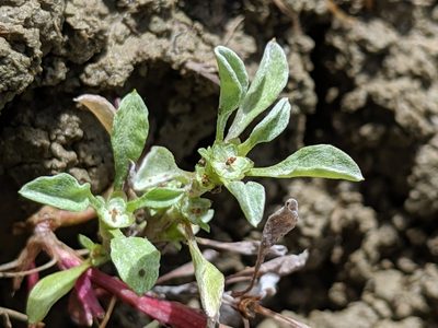 Hesperevax sparsiflora, photographed by Ken-ichi Ueda
